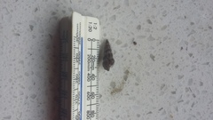 Zeacumantus lutulentus