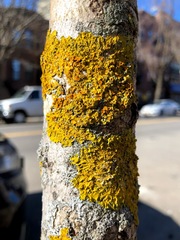 Xanthoria parietina