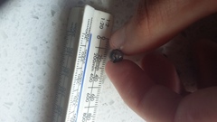 Zeacumantus lutulentus