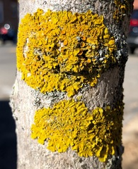 Xanthoria parietina