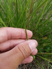 Poaceae