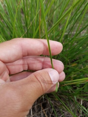 Poaceae