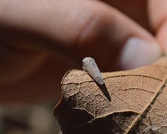 Marganana mexicana