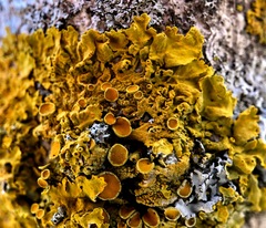 Xanthoria parietina