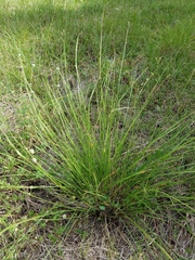 Poaceae