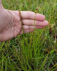Rhynchospora