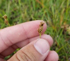 Rhynchospora