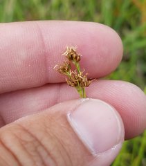 Rhynchospora