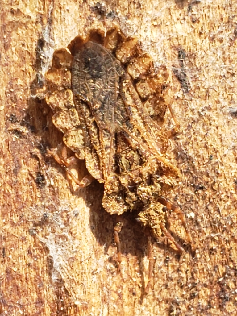 Aradus crenatus