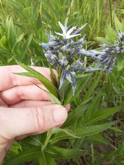Amsonia repens
