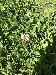Trifolium repens