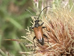 Trigonarthris atrata