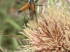 Trigonarthris atrata