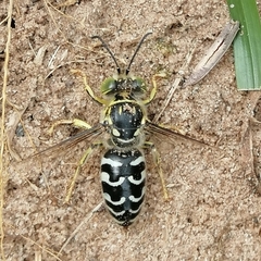Stictia