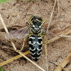 Stictia