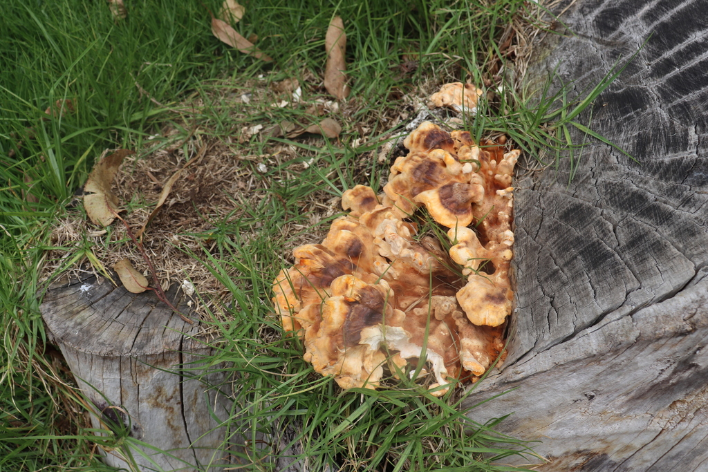 Laetiporus sulphureus · April 2021 · photo: © luisamatiz (iNaturalist, cc-by)