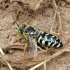 Stictia