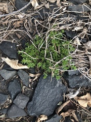 Galium