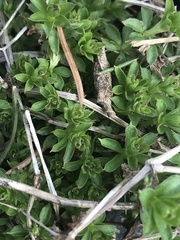 Galium