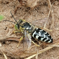Stictia