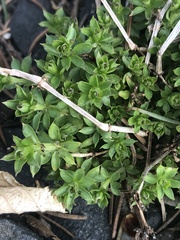 Galium