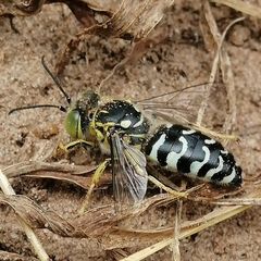 Stictia
