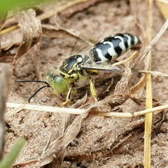 Stictia