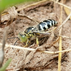 Stictia