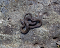 Thamnophis unilabialis
