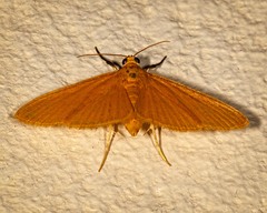 Phaedropsis