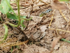 Stictia