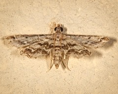 Sufetula diminutalis