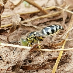 Stictia