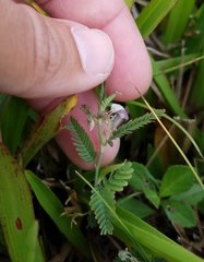 Fabaceae