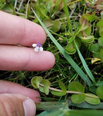 Lindernia grandiflora
