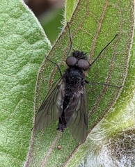 Symphoromyia