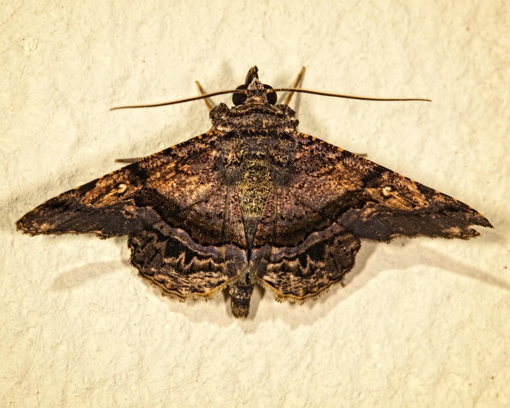 Helia vitriluna