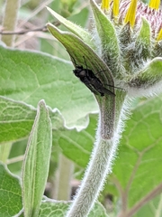 Symphoromyia