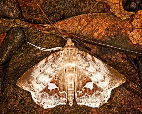 Macrodes columbalis