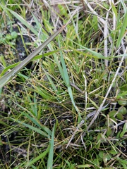 Eleocharis geniculata