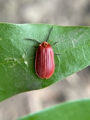 Matheteus theveneti