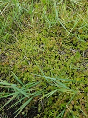 Lindernia grandiflora