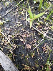 Magnoliopsida