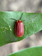 Matheteus theveneti