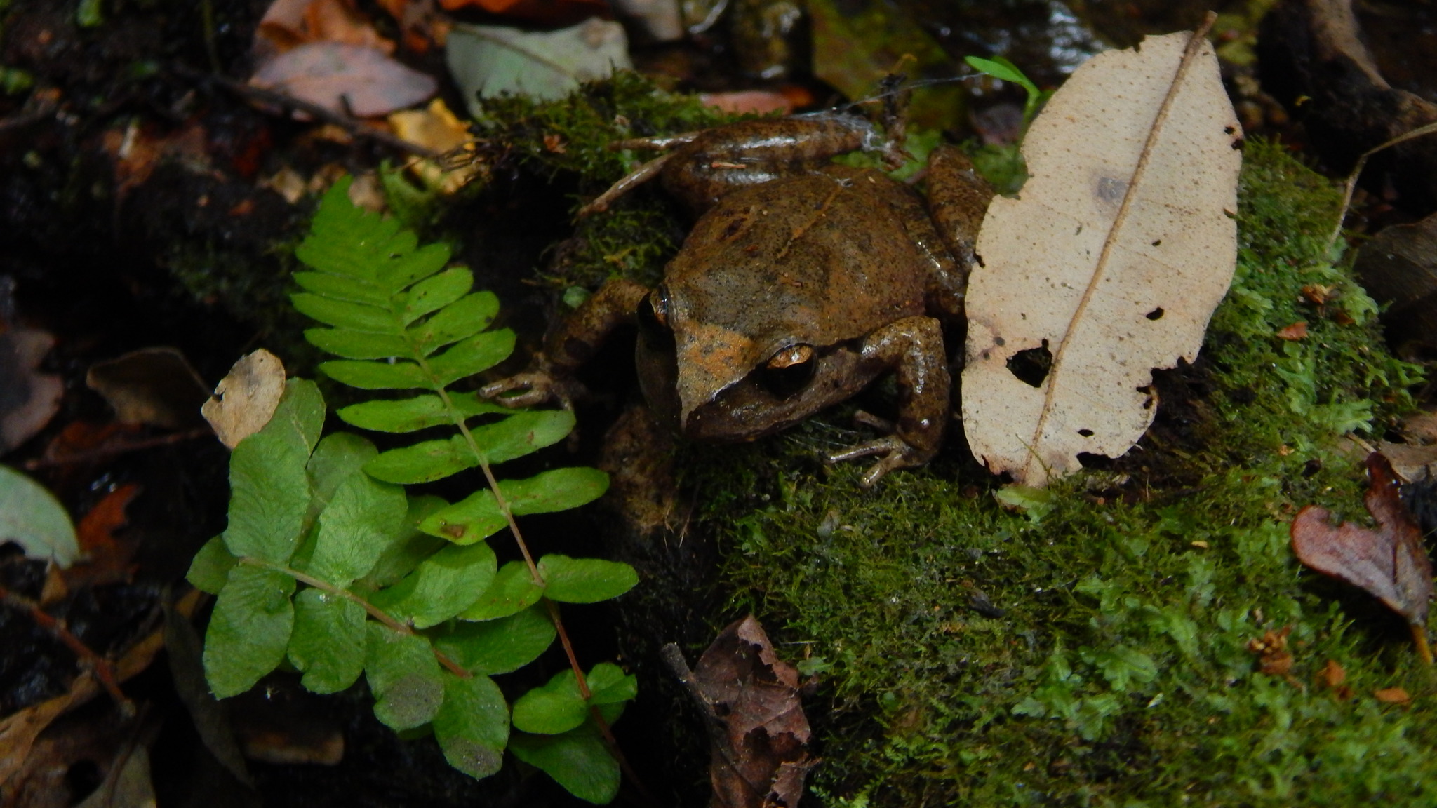 Alsodes cantillanensis Charrier, Correa-Quezada, Castro & Méndez-Torres, 2015