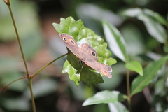 Megisto cymela cymela