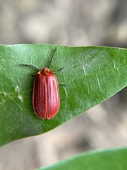 Matheteus theveneti