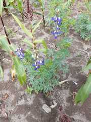 Lupinus