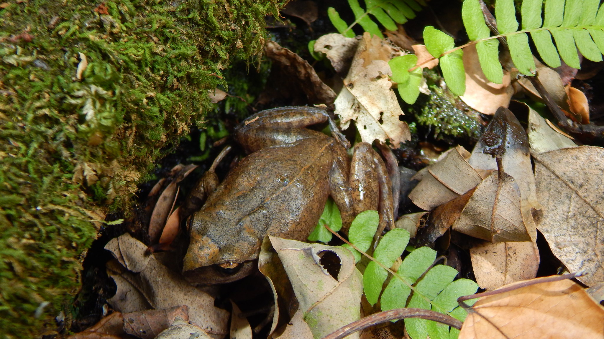 Alsodes cantillanensis Charrier, Correa-Quezada, Castro & Méndez-Torres, 2015