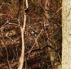 Regulus satrapa satrapa